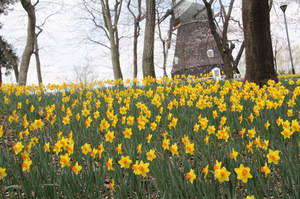 anderusenkouen sakura 016.jpg